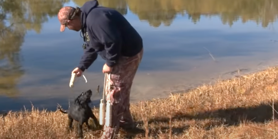 American best sale hunter dog